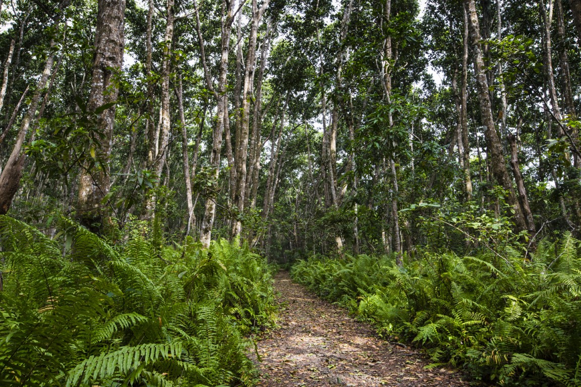 Jozani Forest Tour Zanzibar