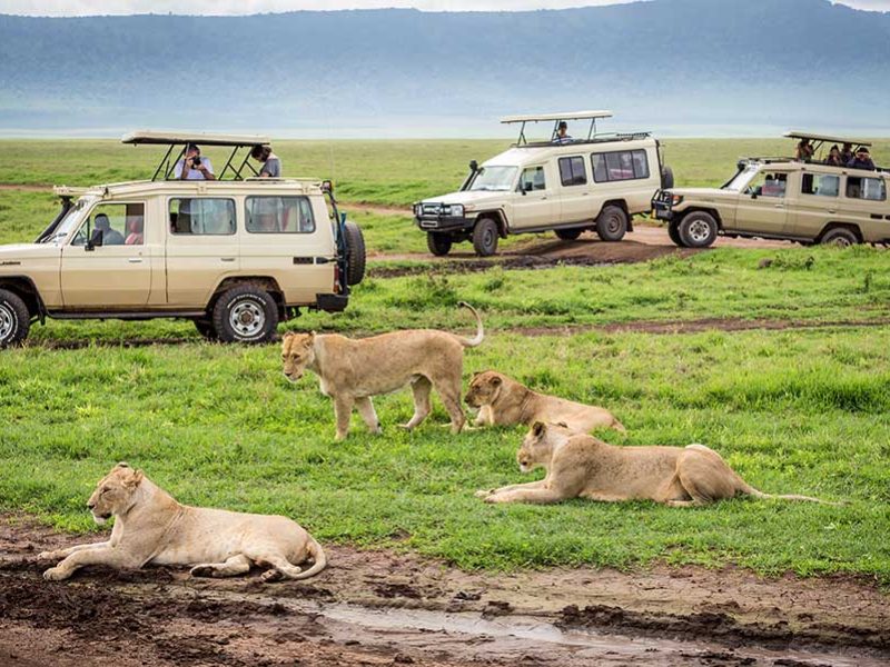 Ngorongoro Crater Safari