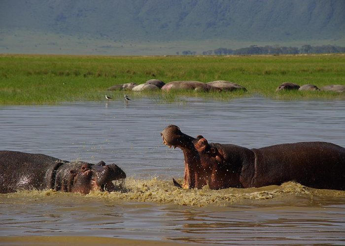 Ngorongoro Crater Safari, Best African Safari