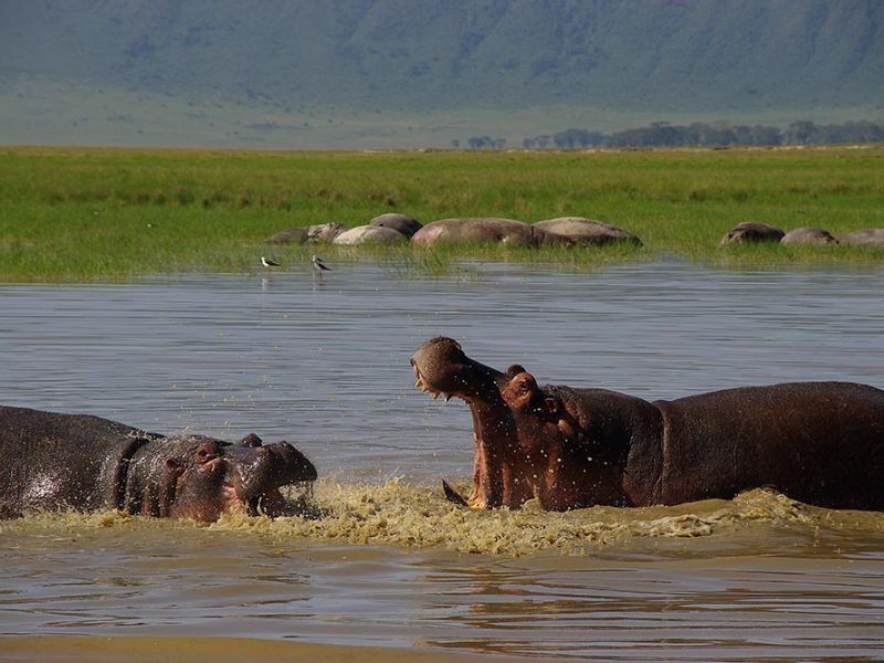 Ngorongoro Crater Safari