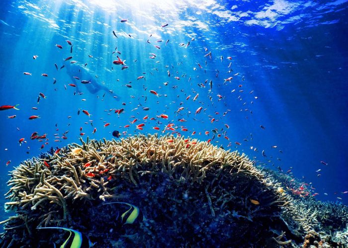 Mnemba Snorkeling Tour Zanzibar, Dolphin Tour Zanzibar, Blue Lagoon Tour Zanzibar